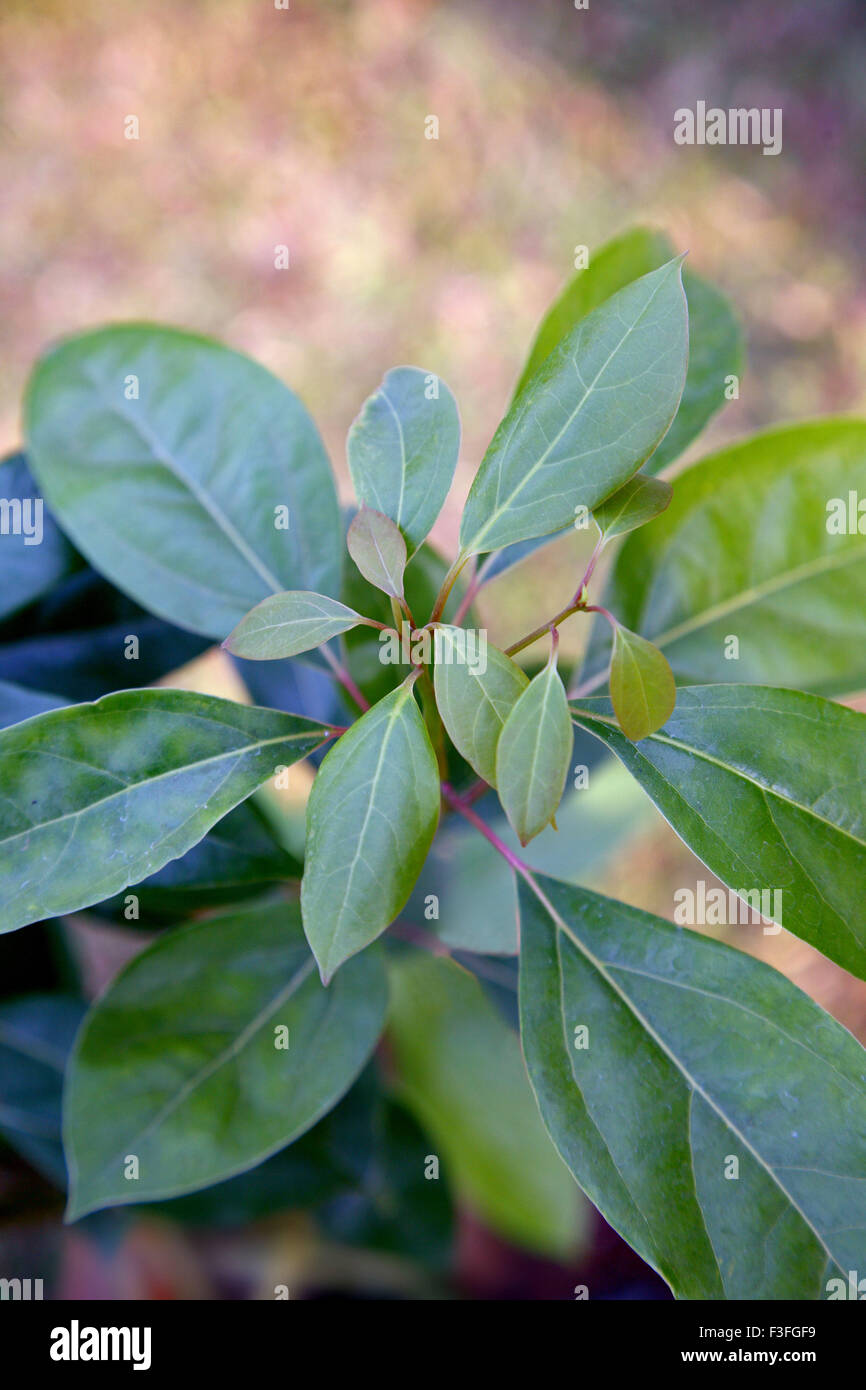 Pianta medicinale ; indiano nome comune Kapur ; nome botanico Cinnamomum Camphora Foto Stock