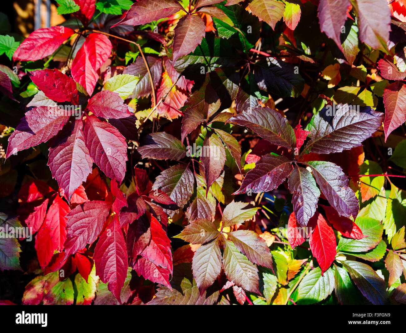 Multi-pattern colorato di autunno di foglie di uva Foto Stock