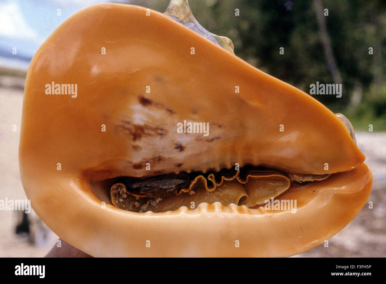conch ; lumaca di mare ; phylum Molluska ; conchiglia di conca Foto Stock