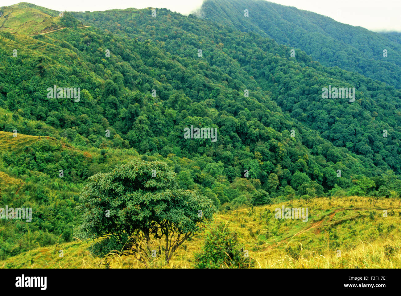Parco Nazionale di Singalila ; Cresta di Singalila ; Sandakphu ; Darjeeling ; Bengala Occidentale ; India ; Asia Foto Stock