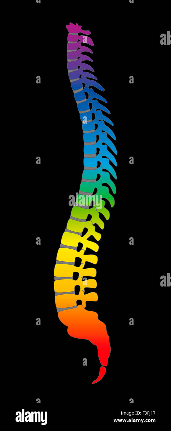 Colonna - gradiente arcobaleno colorato scheletro umano, come un simbolo per il sano vertebre. Immagine su sfondo nero. Foto Stock