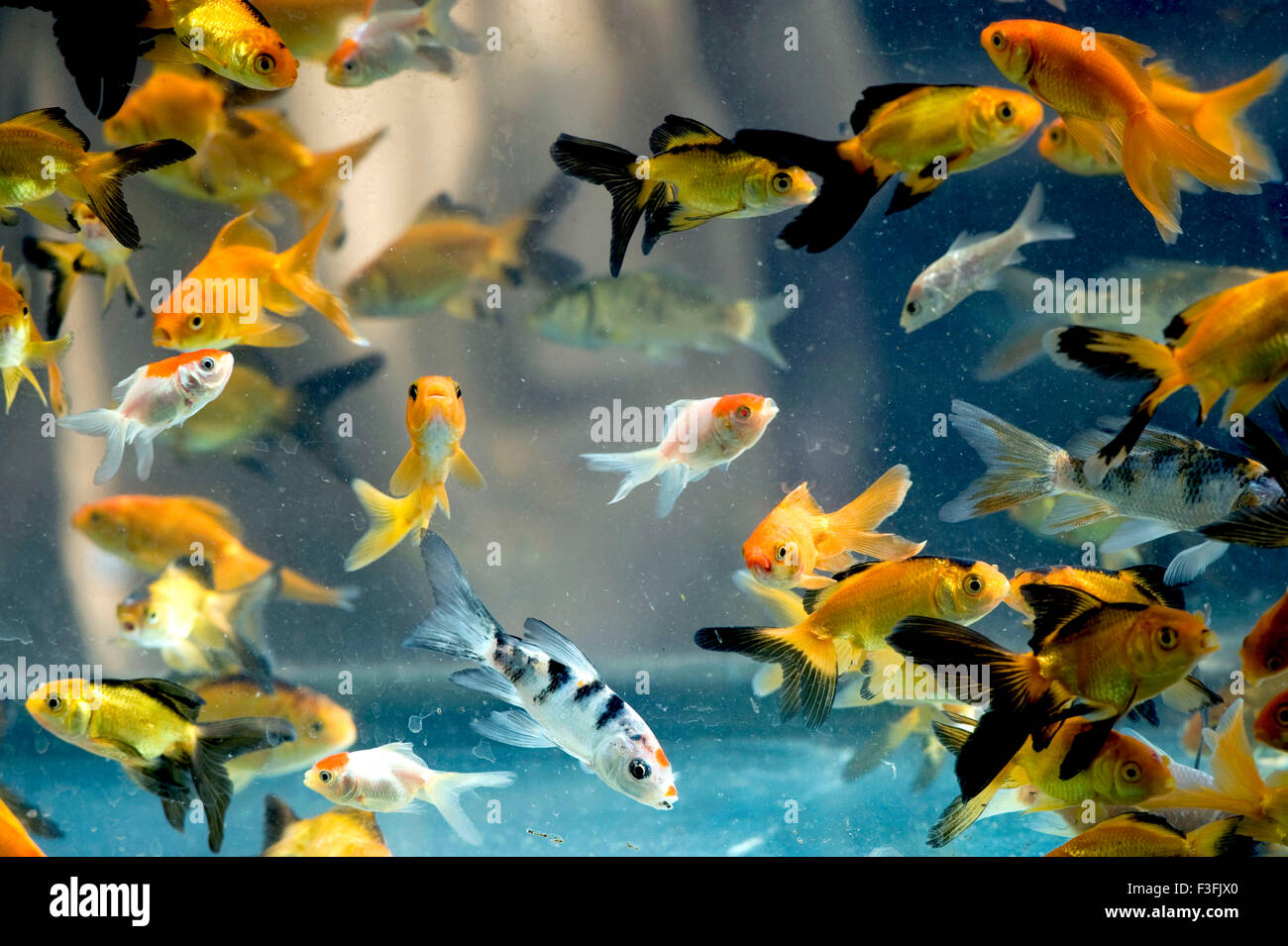 Aquarium pesci ; specie parrucca rosso alta fin platy ; India Foto Stock