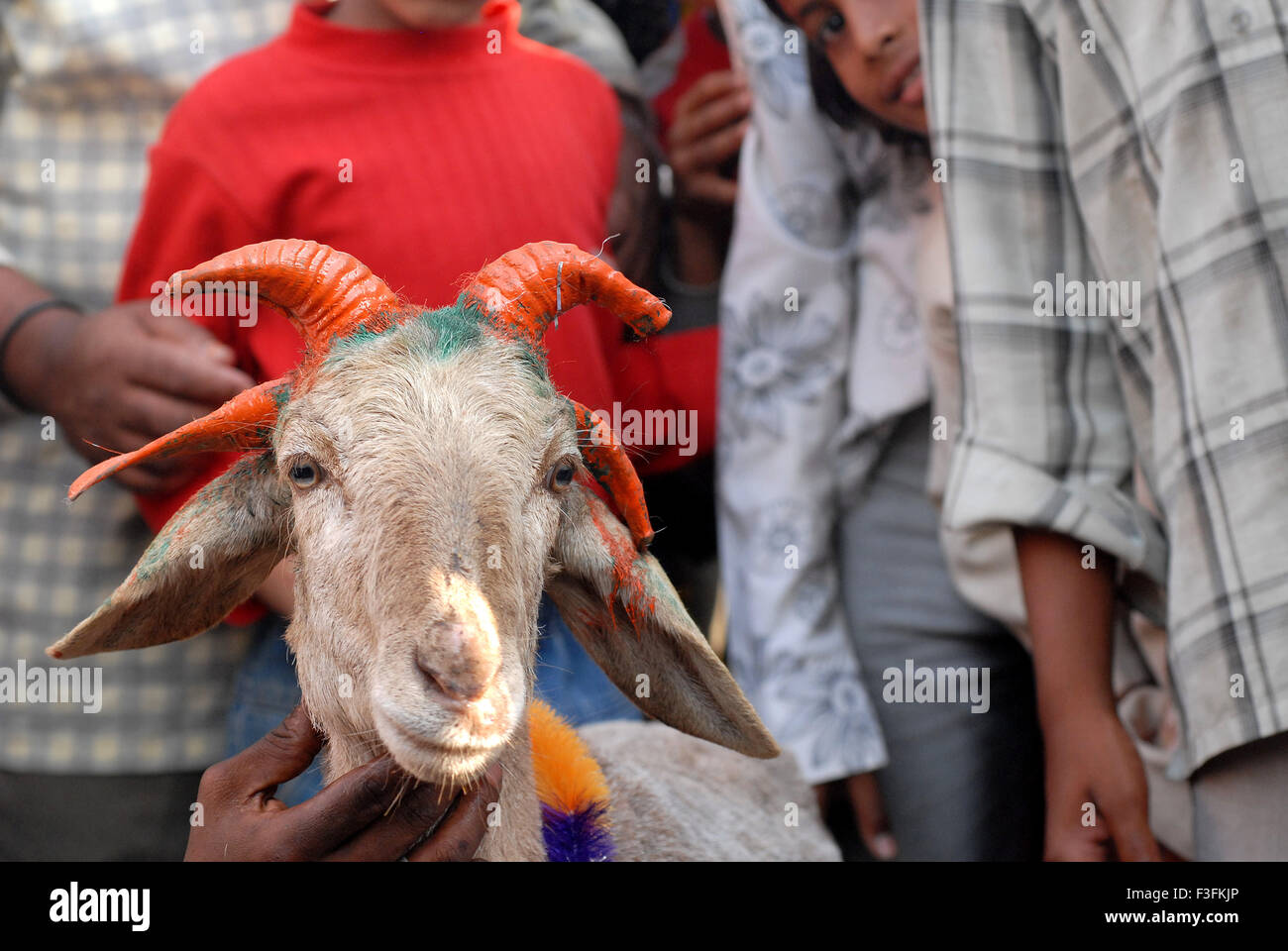 A quattro a corno di capra sacrificale messo in vendita per Bakri Idd Deonar al macello in Govandi Mumbai Foto Stock