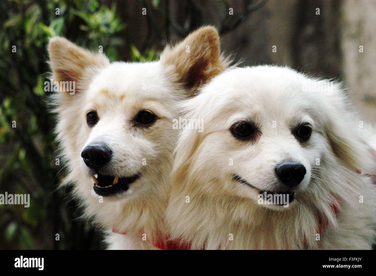 Il benessere dei cani randagi ; a Bombay in base ONG si prende cura di cani randagi nella città a Mahalaxmi Mumbai Foto Stock