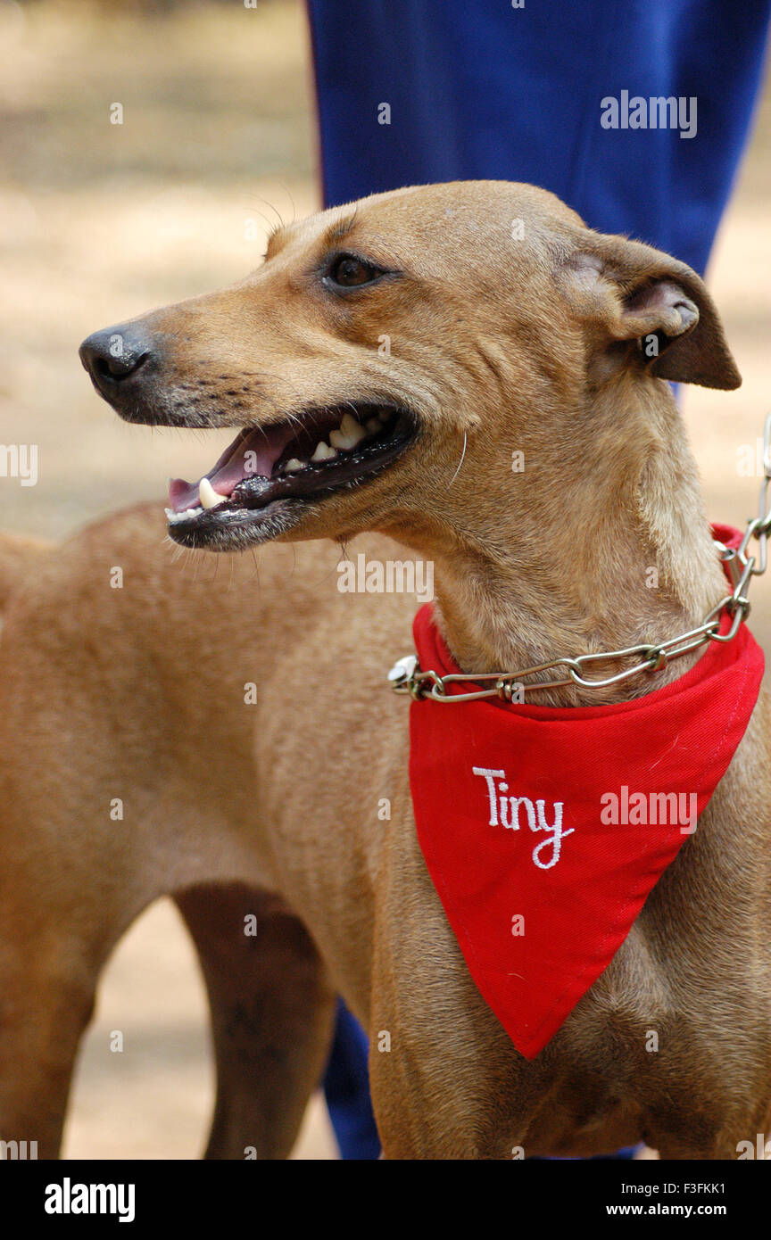 Il benessere dei cani randagi ; a Bombay in base ONG si prende cura di cani randagi nella città a Mahalaxmi Mumbai Foto Stock