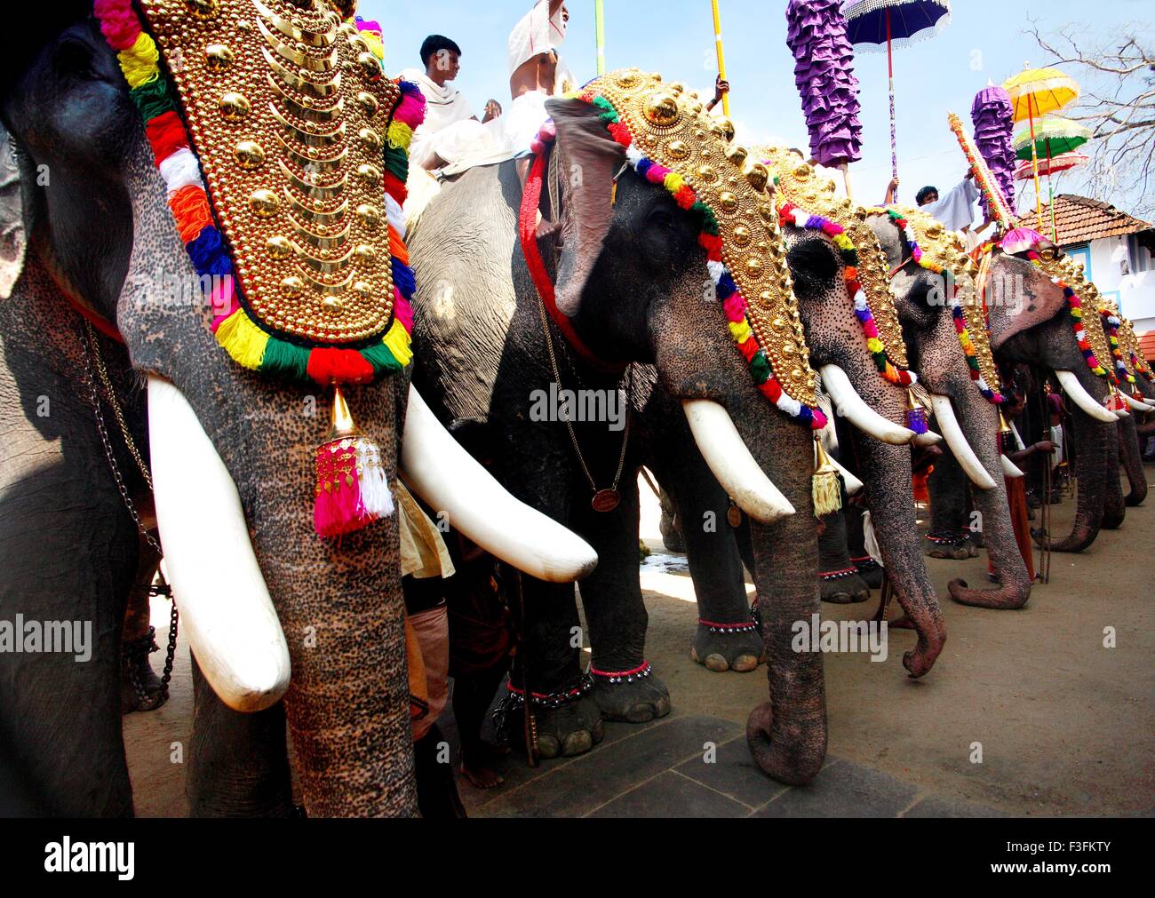 Elephant marzo Festival Cochin Kochi Kerala India - das 149090 Foto Stock