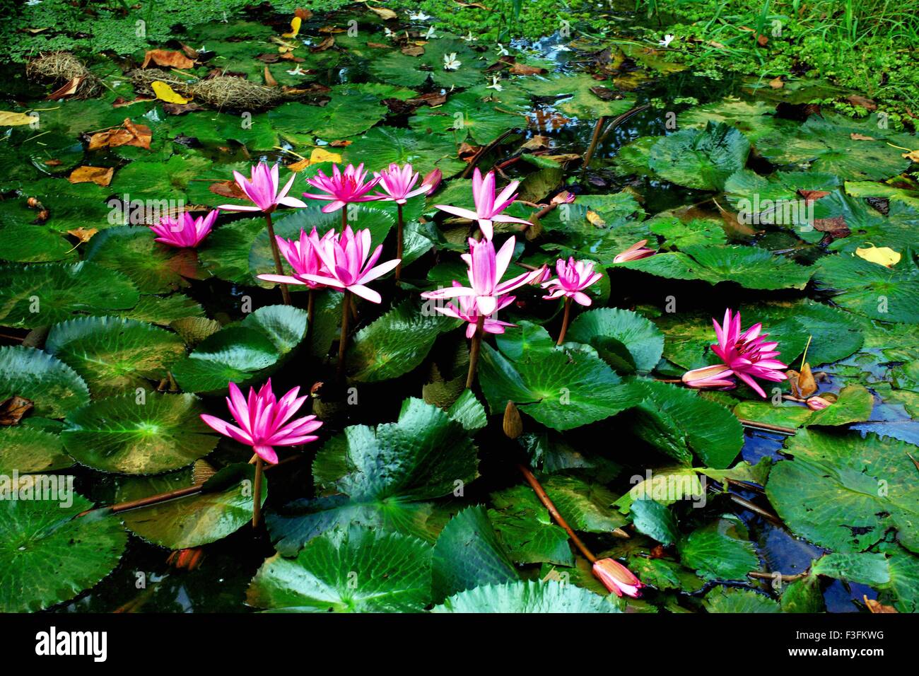 Backwaters Lotus ; Alappuzha ; Kerala ; India Foto Stock