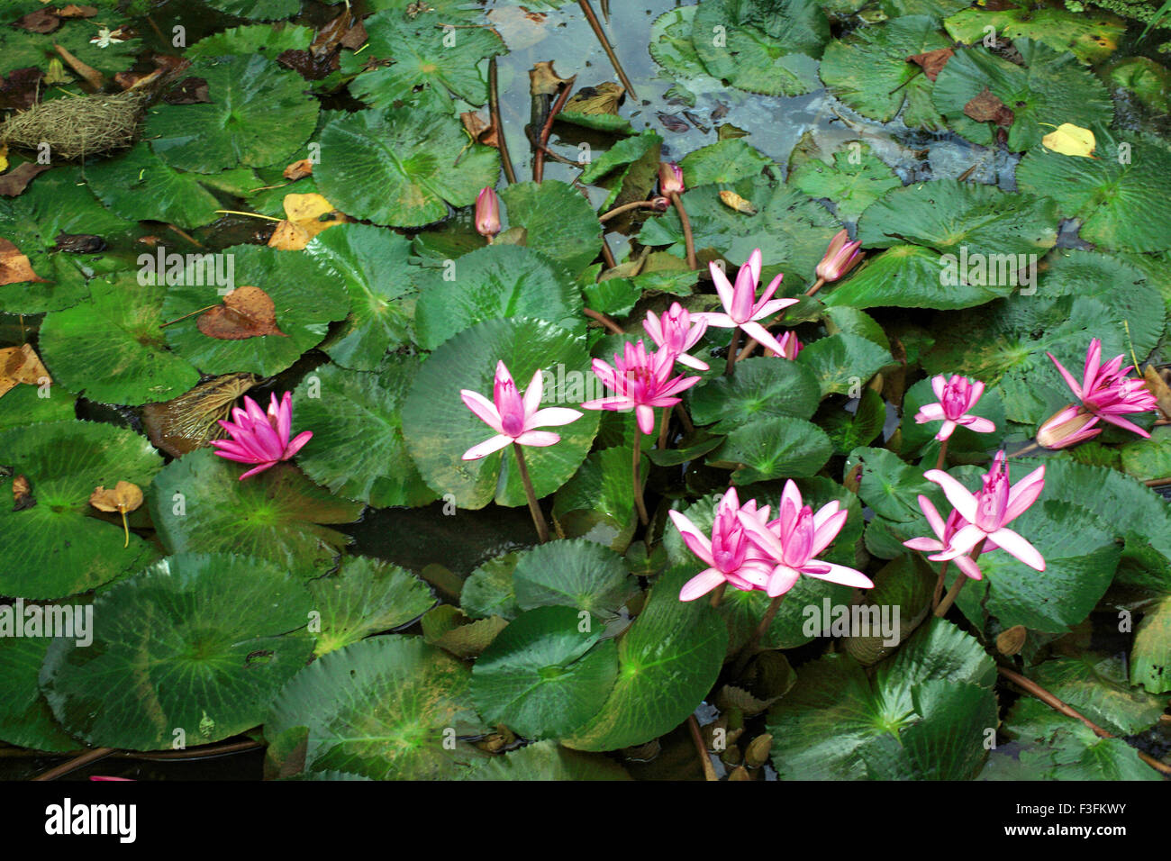Backwaters Lotus ; Alappuzha ; Kerala ; India Foto Stock