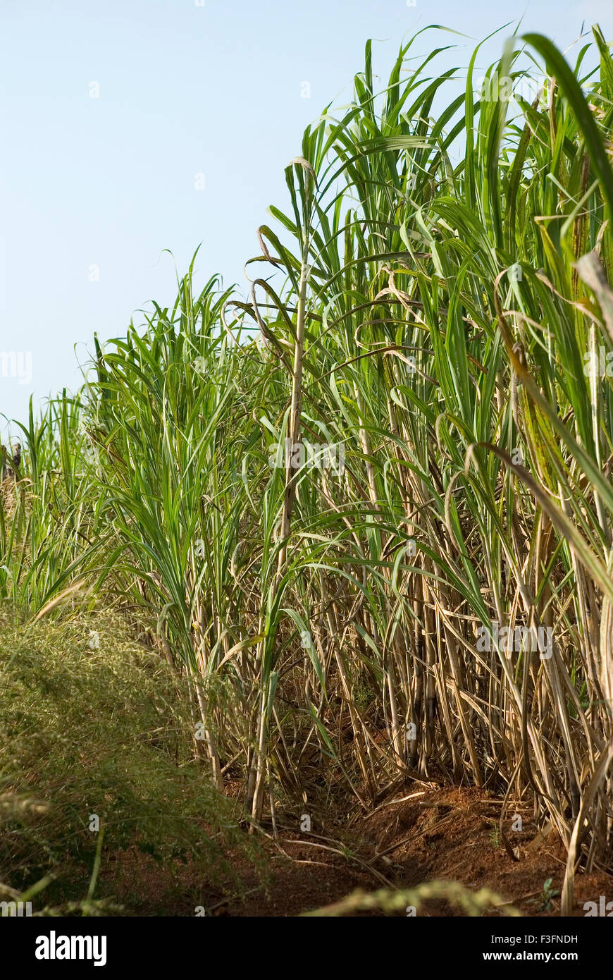 Campo di canna da zucchero ; Kharepatan ; Vaibhavwadi ; Konkan ; Sindhudurg district ; Maharashtra ; India ; Asia Foto Stock