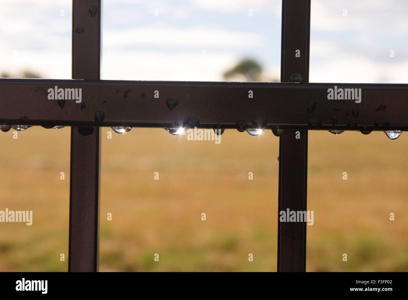 Gocce d'acqua sulla scherma di confine Foto Stock