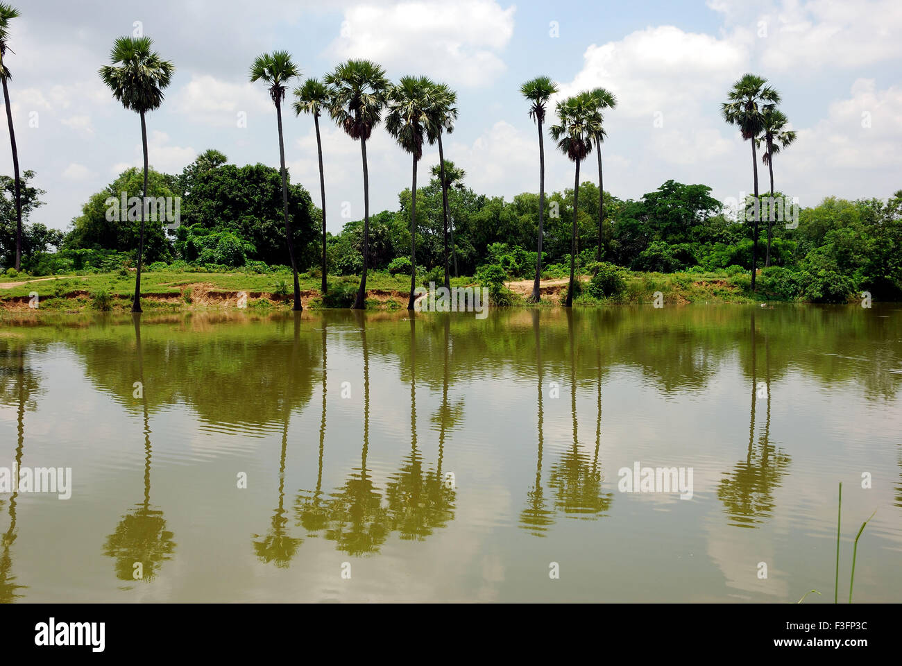 Riflessione delle palme nel fiume ; Hoogly ; Calcutta ; Kolkata ; Bengala Occidentale ; India ; Asia Foto Stock