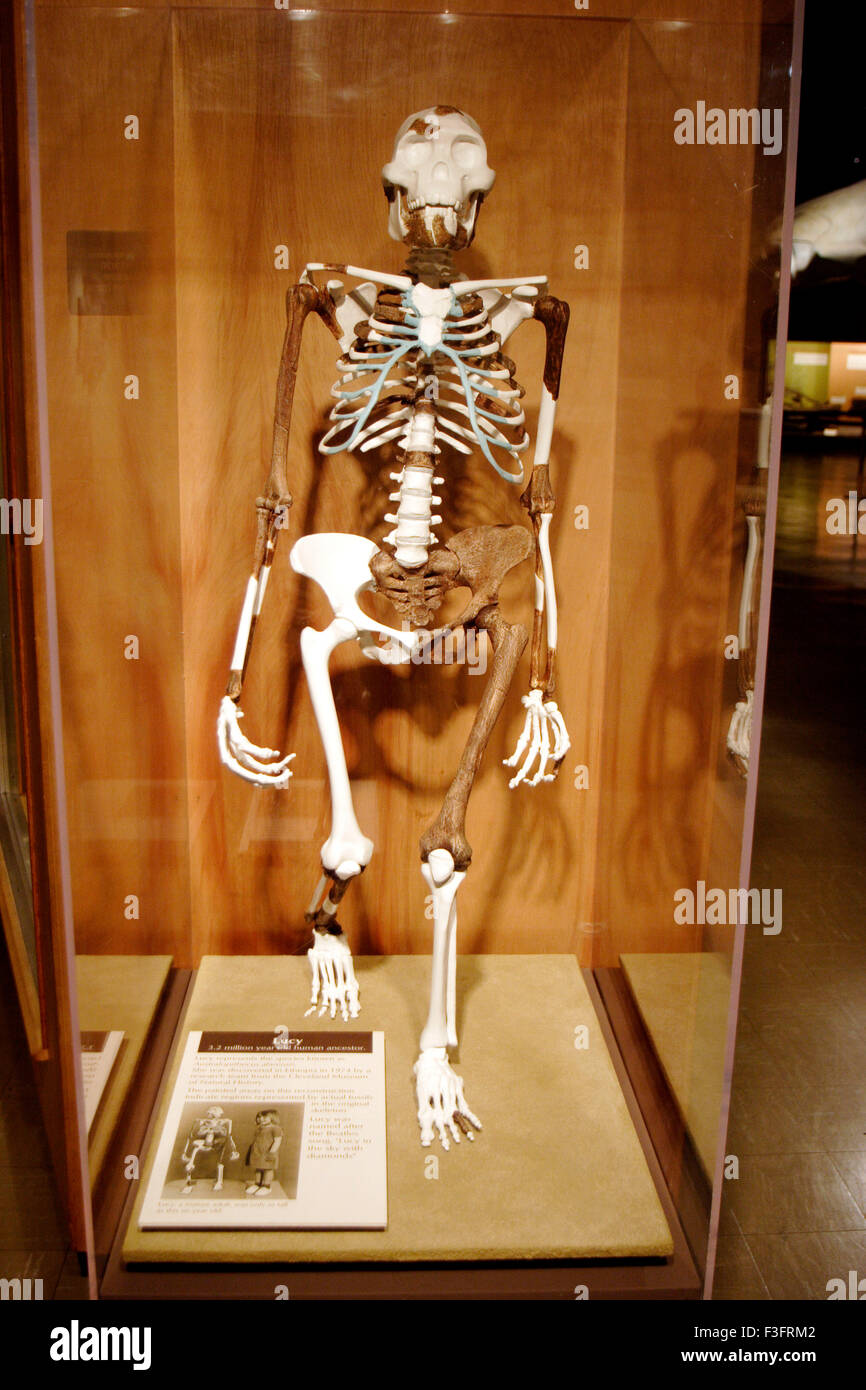 3.2 milioni di anni antenati umani fossili effettivo in originale scheletro scoperto in Etiopia nel 1974 Foto Stock
