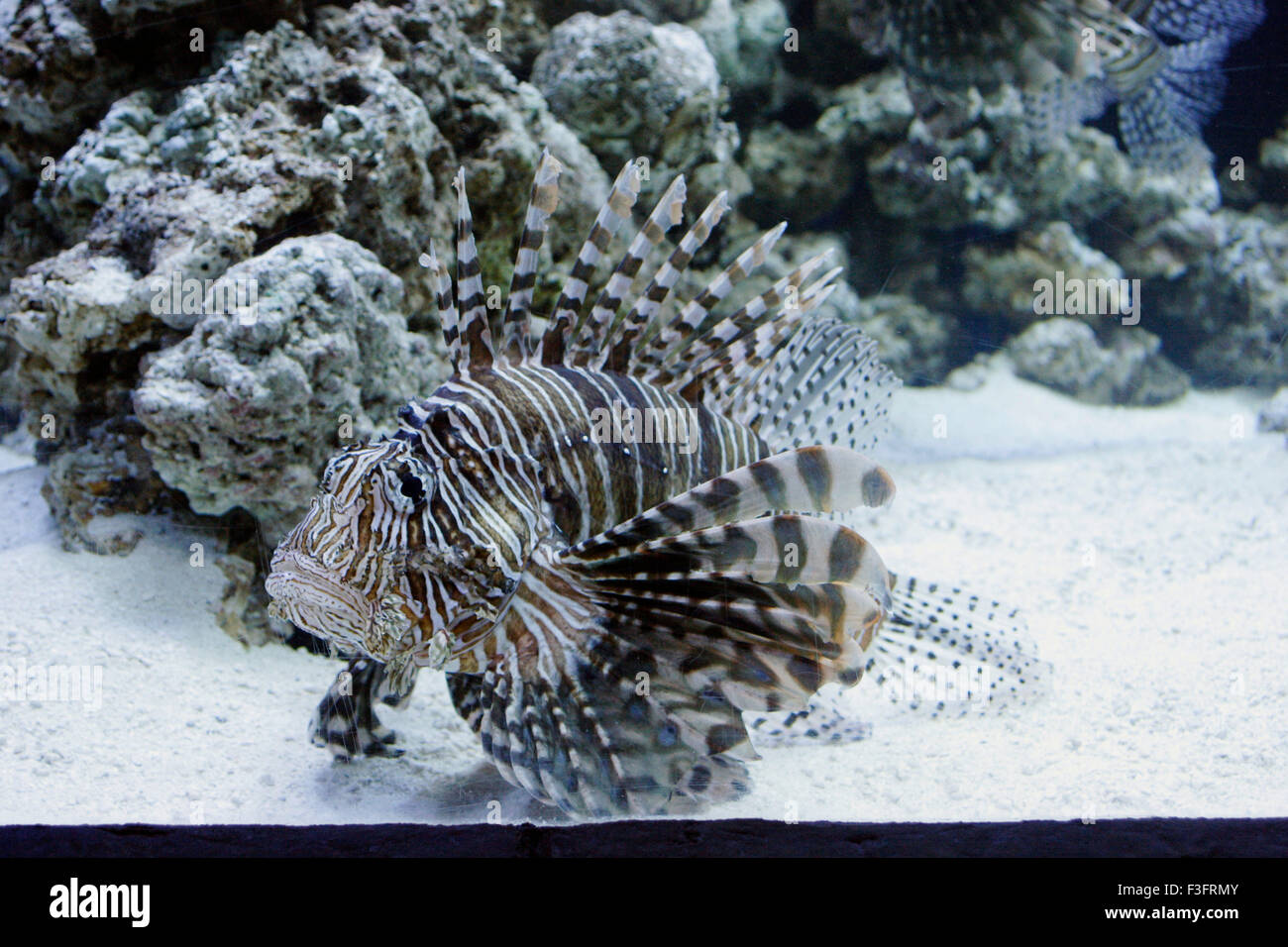 Pesci di Acquario pesce leone pterois volitans Turchia pesce leone Peacock Butterfly Cod Foto Stock