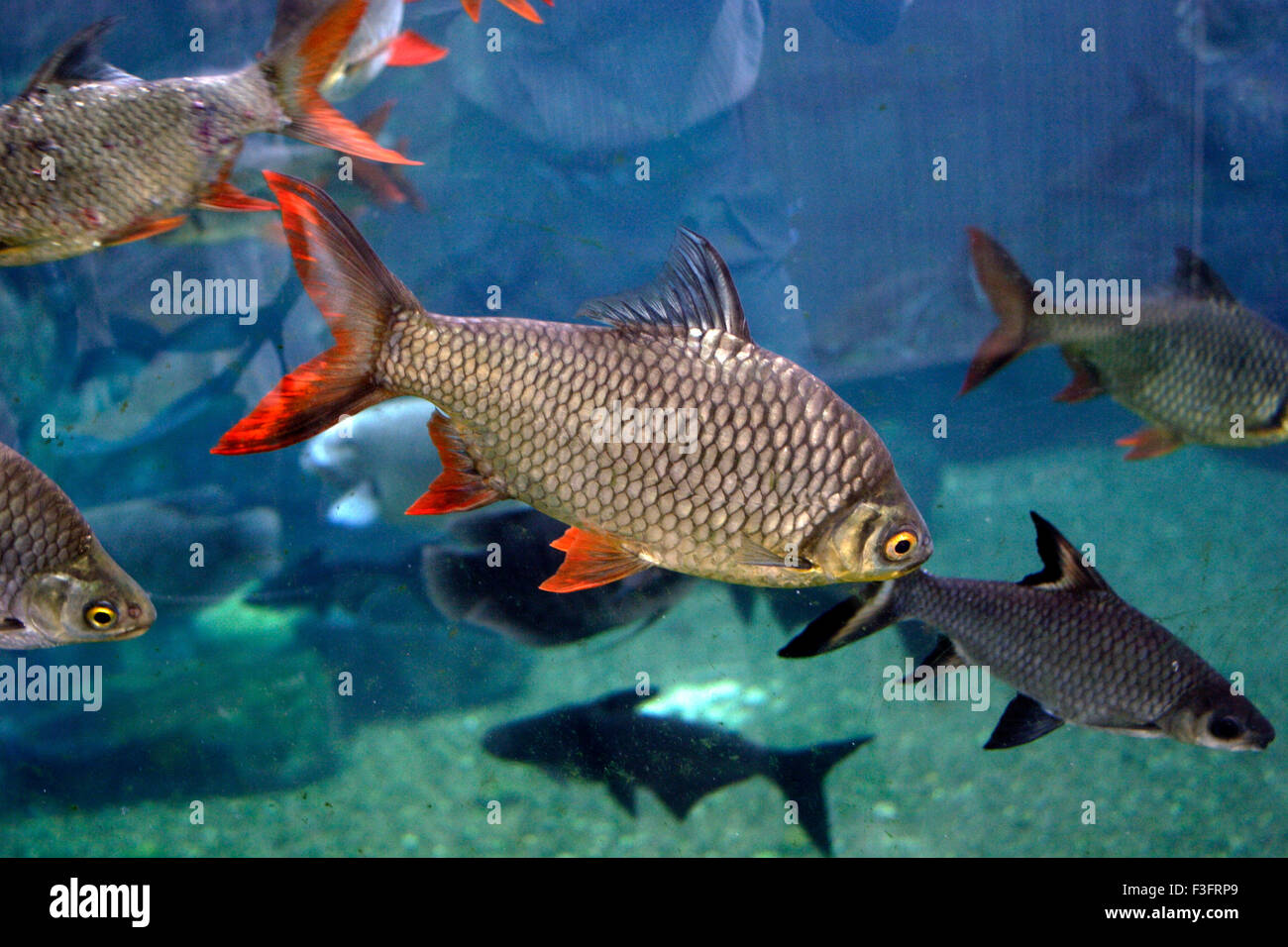 aquarium Fish, Denver, Colorado, USA, Stati Uniti d'America, Stati Uniti, America, America Foto Stock