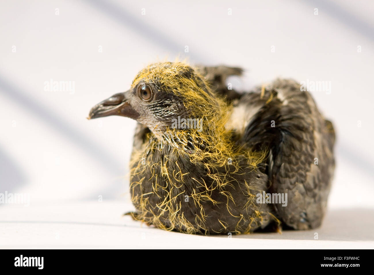 Gli uccelli ; roccia blu piccione in Hindi nome Gola Kabootar ; India Foto Stock