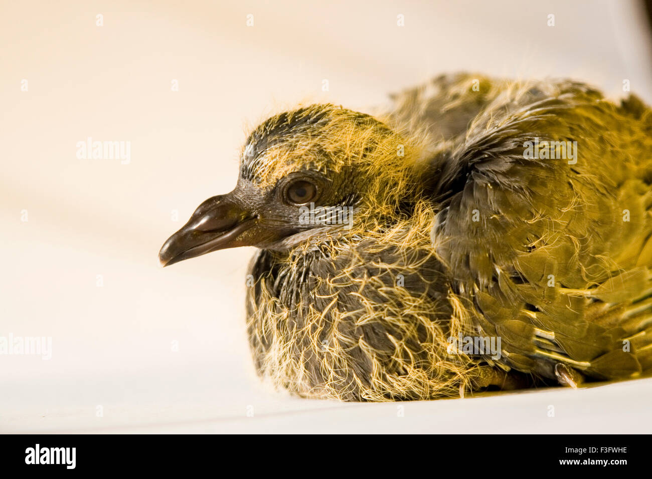 Gli uccelli ; roccia blu piccione in Hindi nome Gola Kabootar ; India Foto Stock