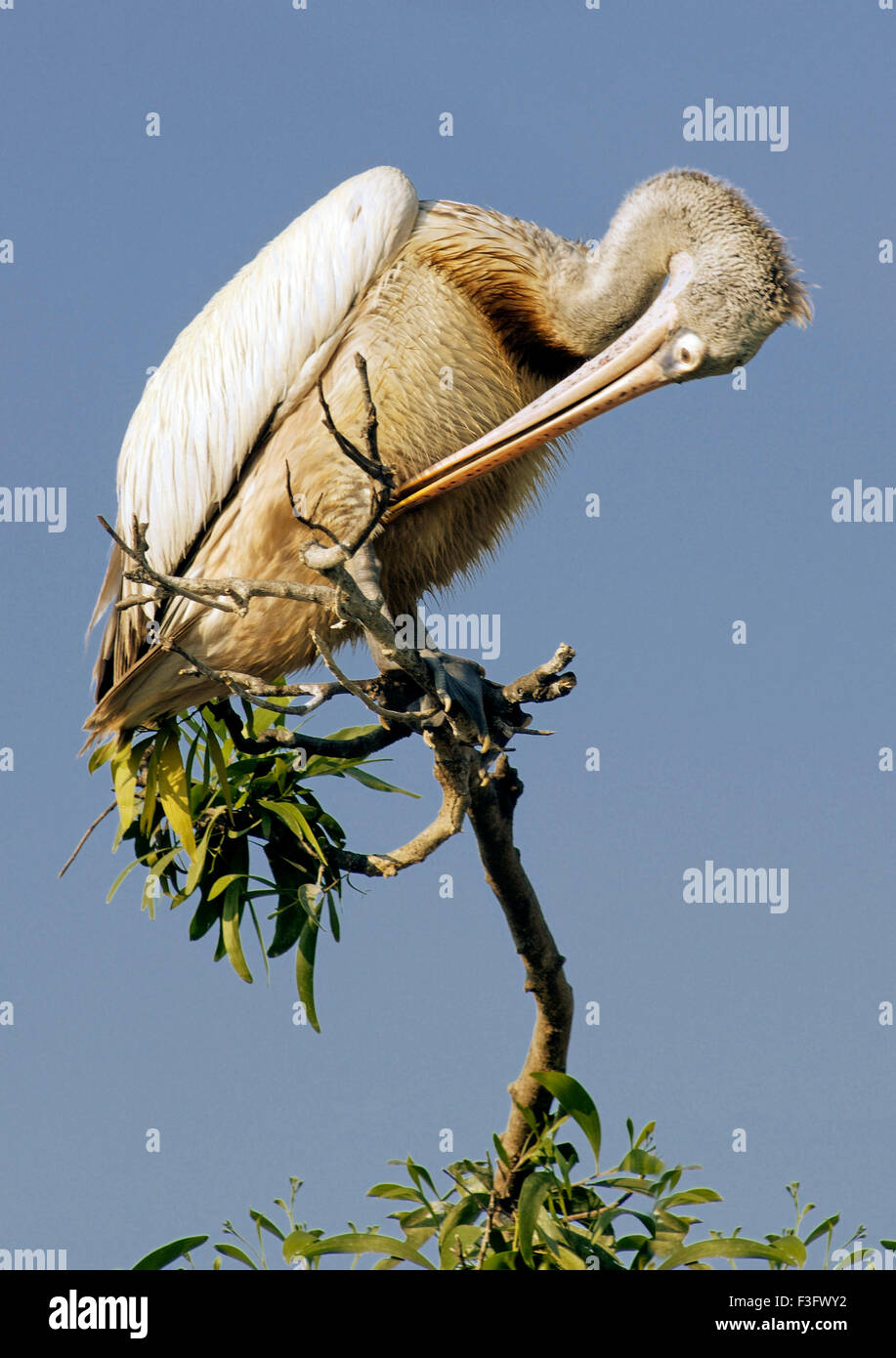 Gli uccelli ; Cicogna Bianca seduta sul ramo di albero Safari World Bangkok ; Tailandia ; a sud est asiatico Foto Stock