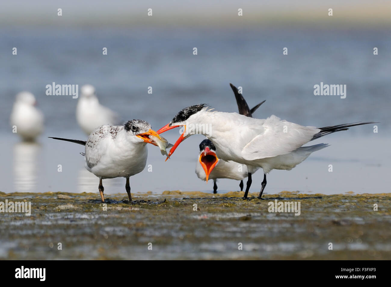 Caspian Tern alimenta bambino uccello Foto Stock