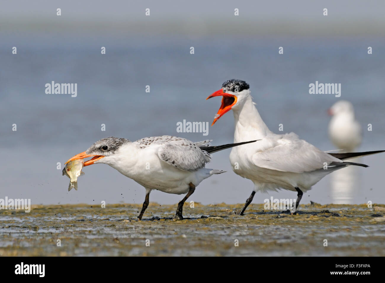 Caspian Tern alimenta bambino uccello Foto Stock