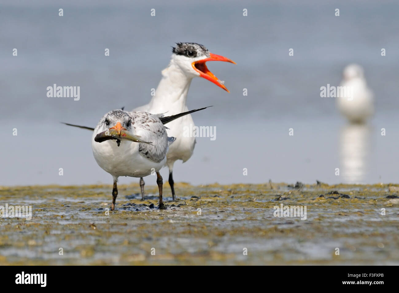 Caspian Tern alimenta bambino uccello Foto Stock