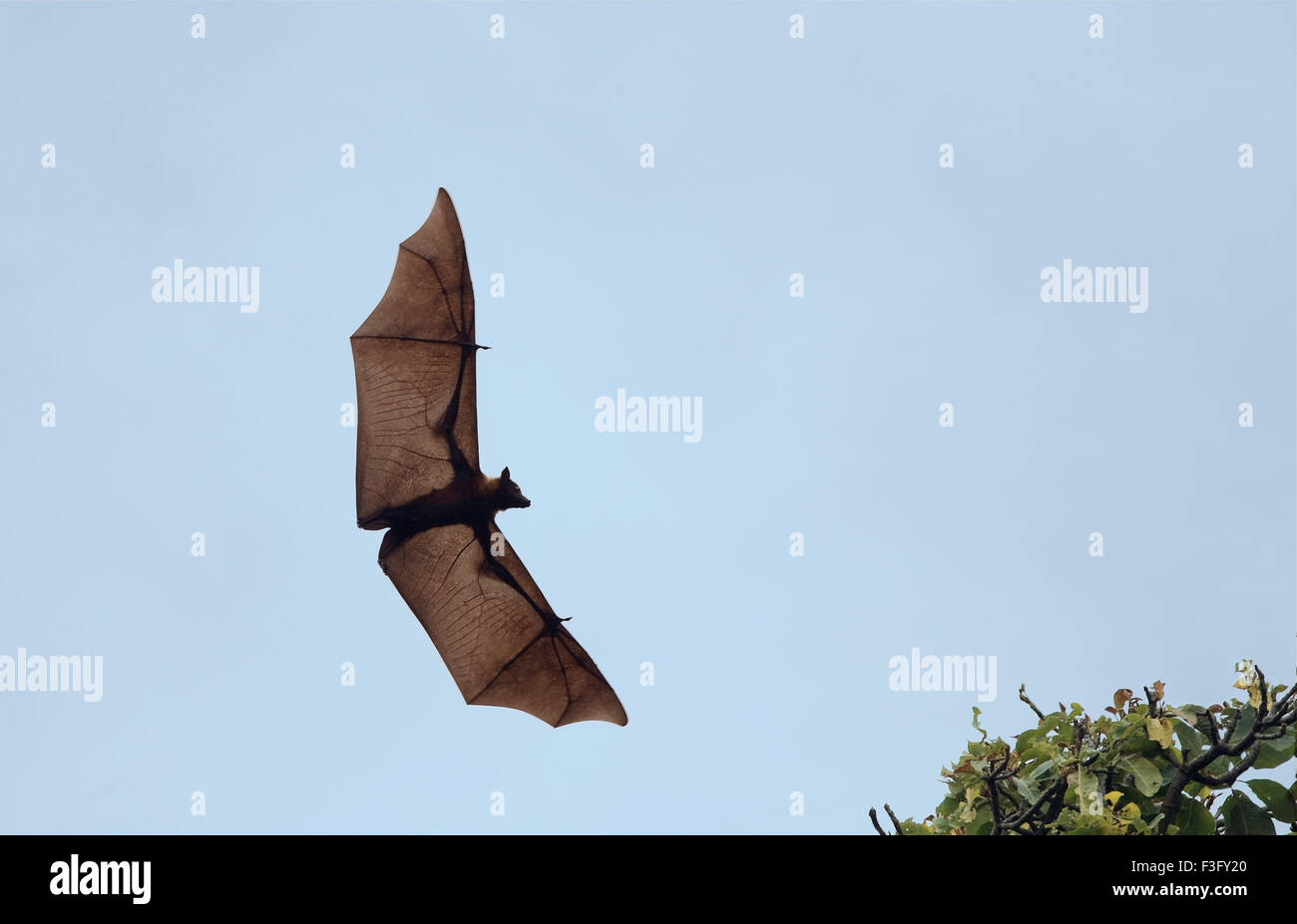 Indian flying fox trovati nel distretto Bhuj ; ; Kutch Gujarat ; India Foto Stock