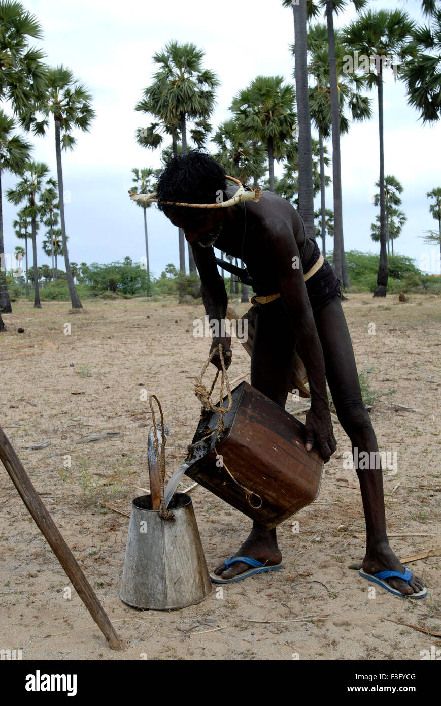 Palm sap raccolti da maschiatore vicino Tiruchendur ; Tamil Nadu ; India Foto Stock