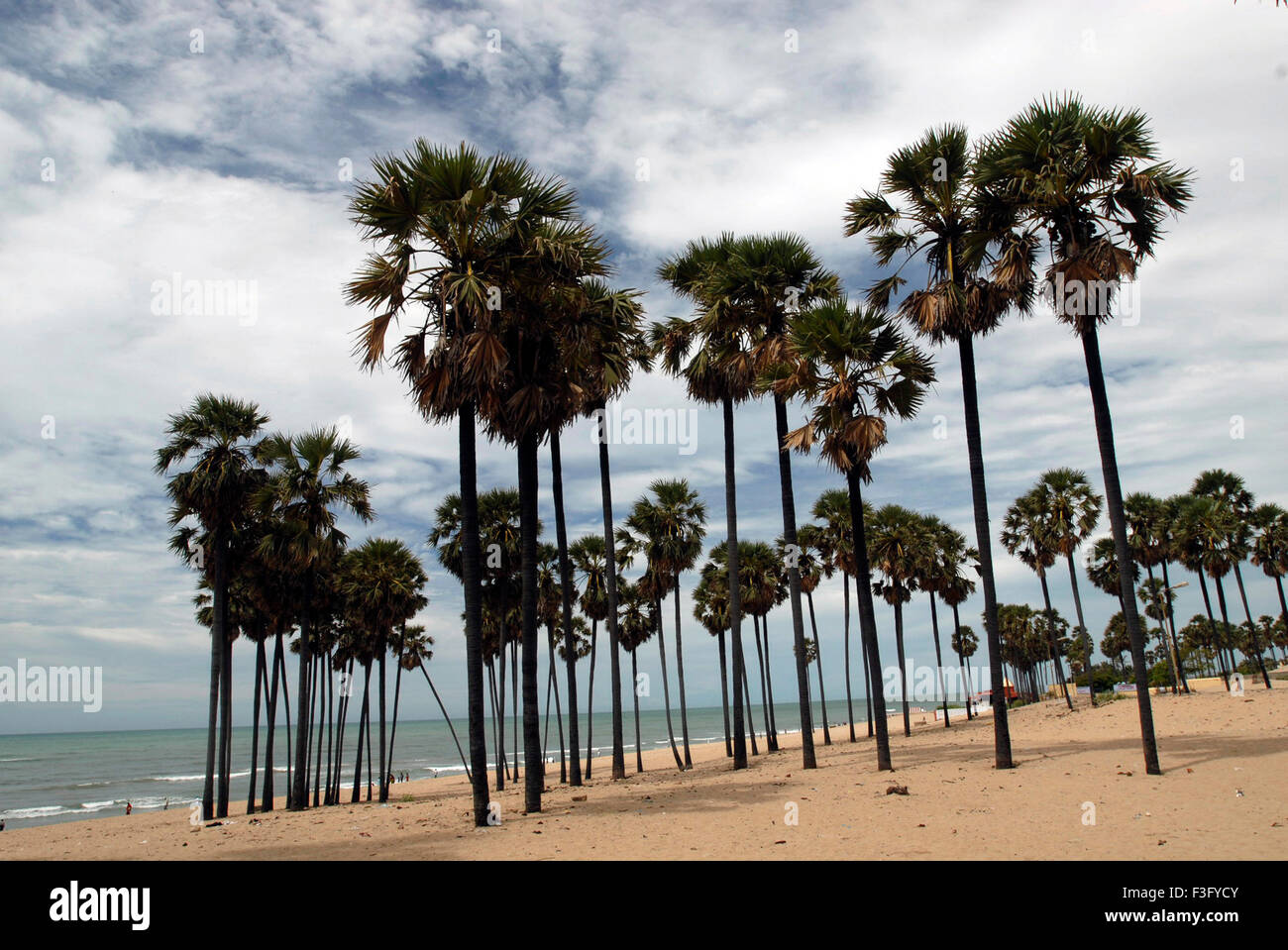 Palm Trees on shore ; Tiruchendur ; Tamil Nadu ; India Foto Stock