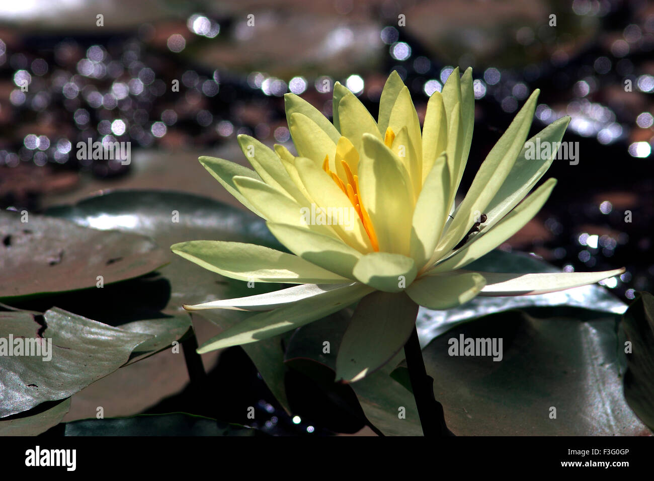 Loto, Nelumbo nucifera, loto indiano, loto sacro, fagiolo dell'India, Fagiolo egiziano Foto Stock