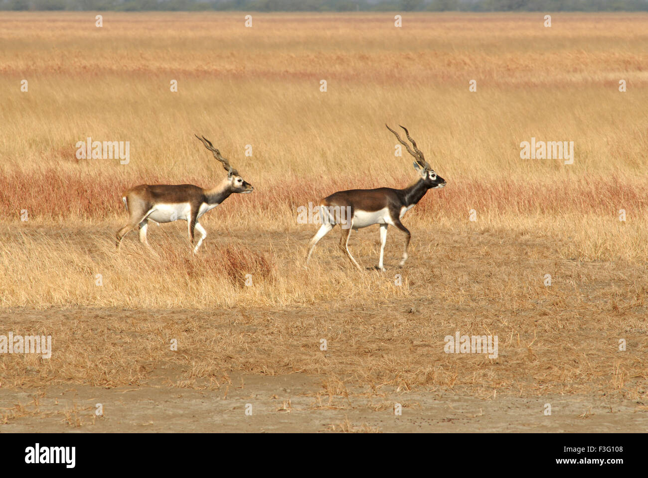 Maschio nero Buck cervacapra antilope ; Velavadar santuario ; Velavadar ; Gujarat ; India Foto Stock