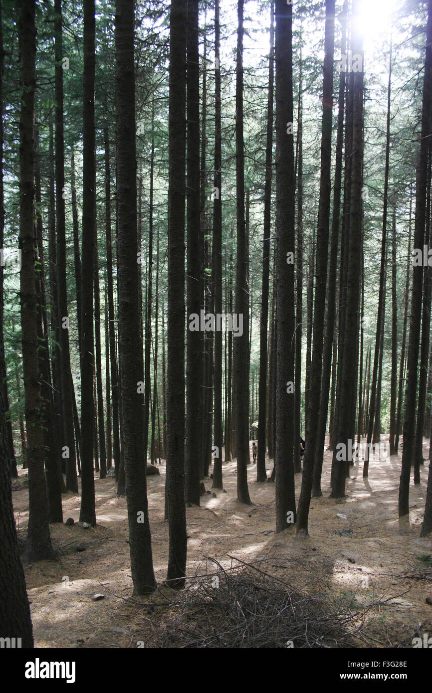 Foresta di alberi di Deodar ; Cedro deodara ; cedro deodar ; cedro himalayano ; Nehru Kund ; Vashisht ; Bashisht ; Manali ; Himachal Pradesh ; India ; Asia Foto Stock