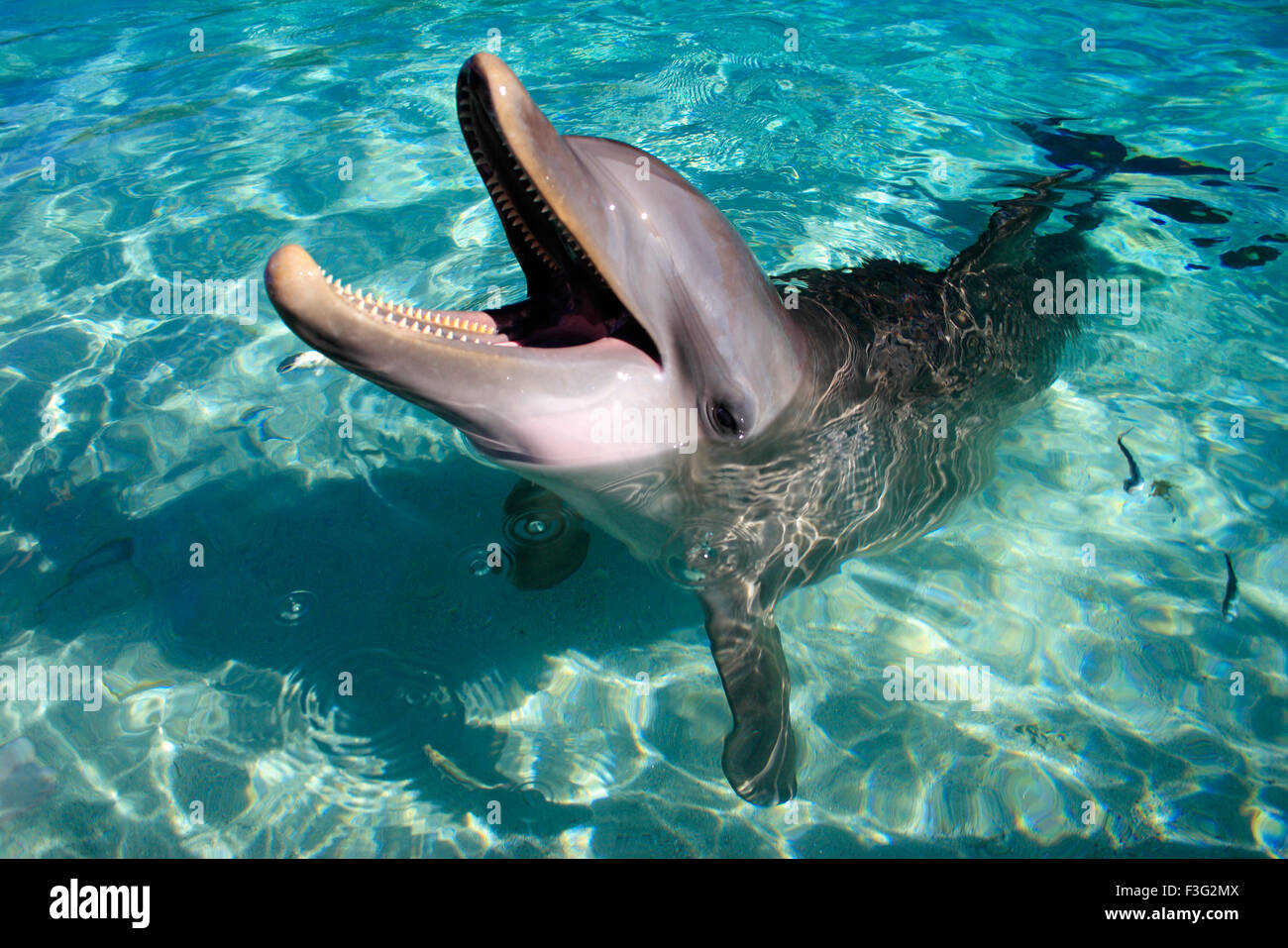 Tursiope Tursiops Truncatus Regno Animalia ; Phylum Chordata ; classe Mammalia ; ordine Cetacea Delphinidae Foto Stock Tursiope Tursiops Truncatus Regno Animalia ; Phylum Chordata ; classe Mammalia ; ordine Cetacea Delphinidae Foto Stock