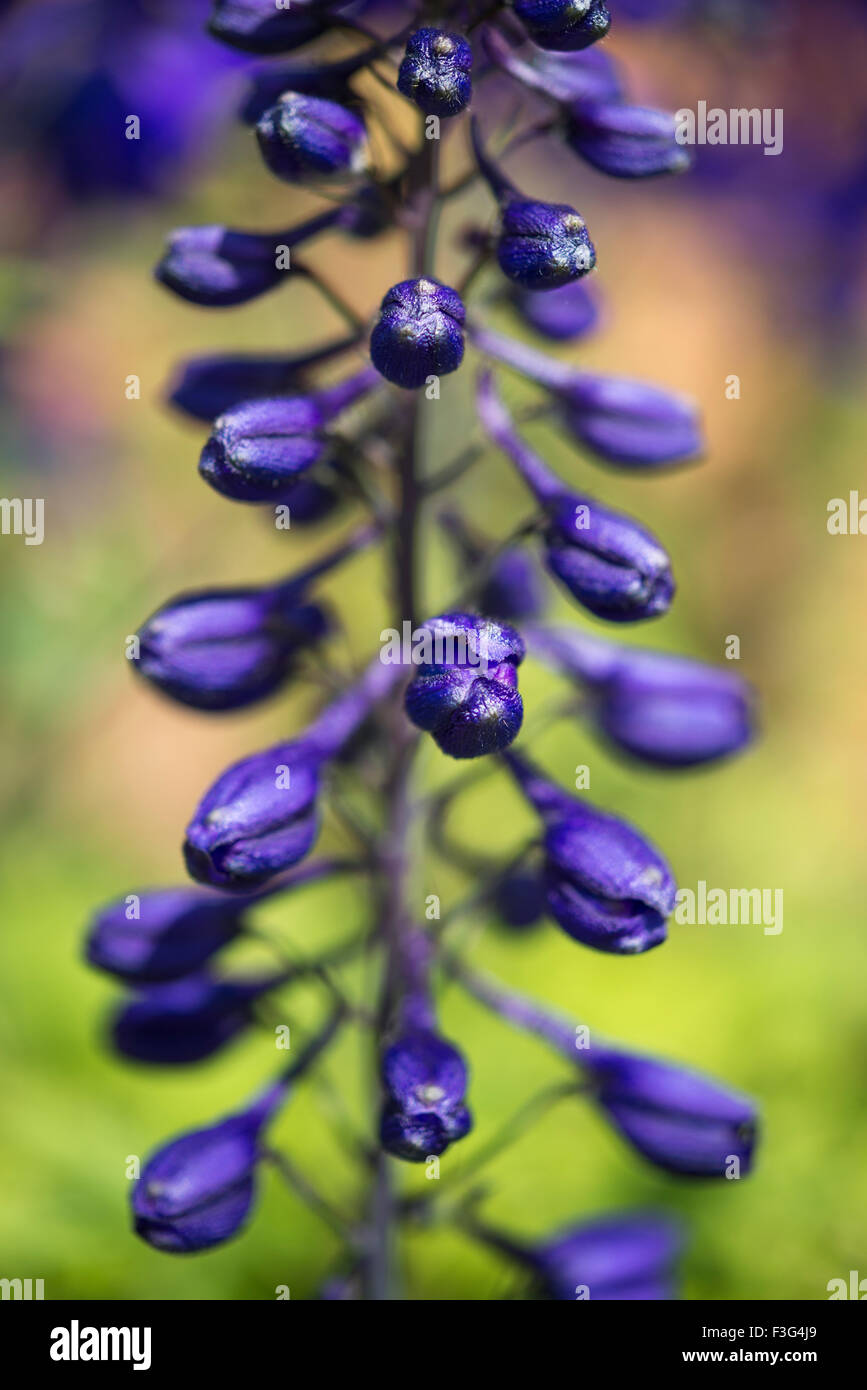 Deep Blue boccioli di fiore Delphinium spike in un giardino estivo. Foto Stock