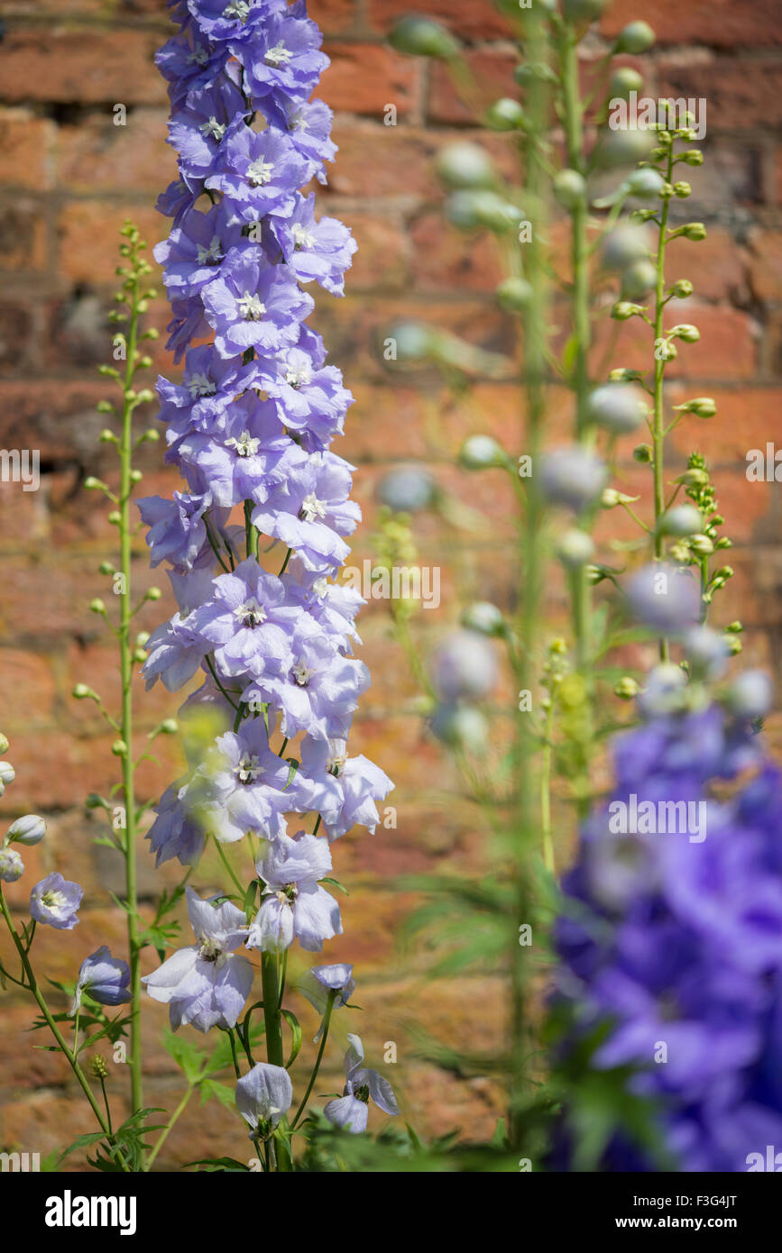 I picchi alti di Delphinium fiori e boccioli contro in rosso di un muro di mattoni in un giardino inglese. Foto Stock