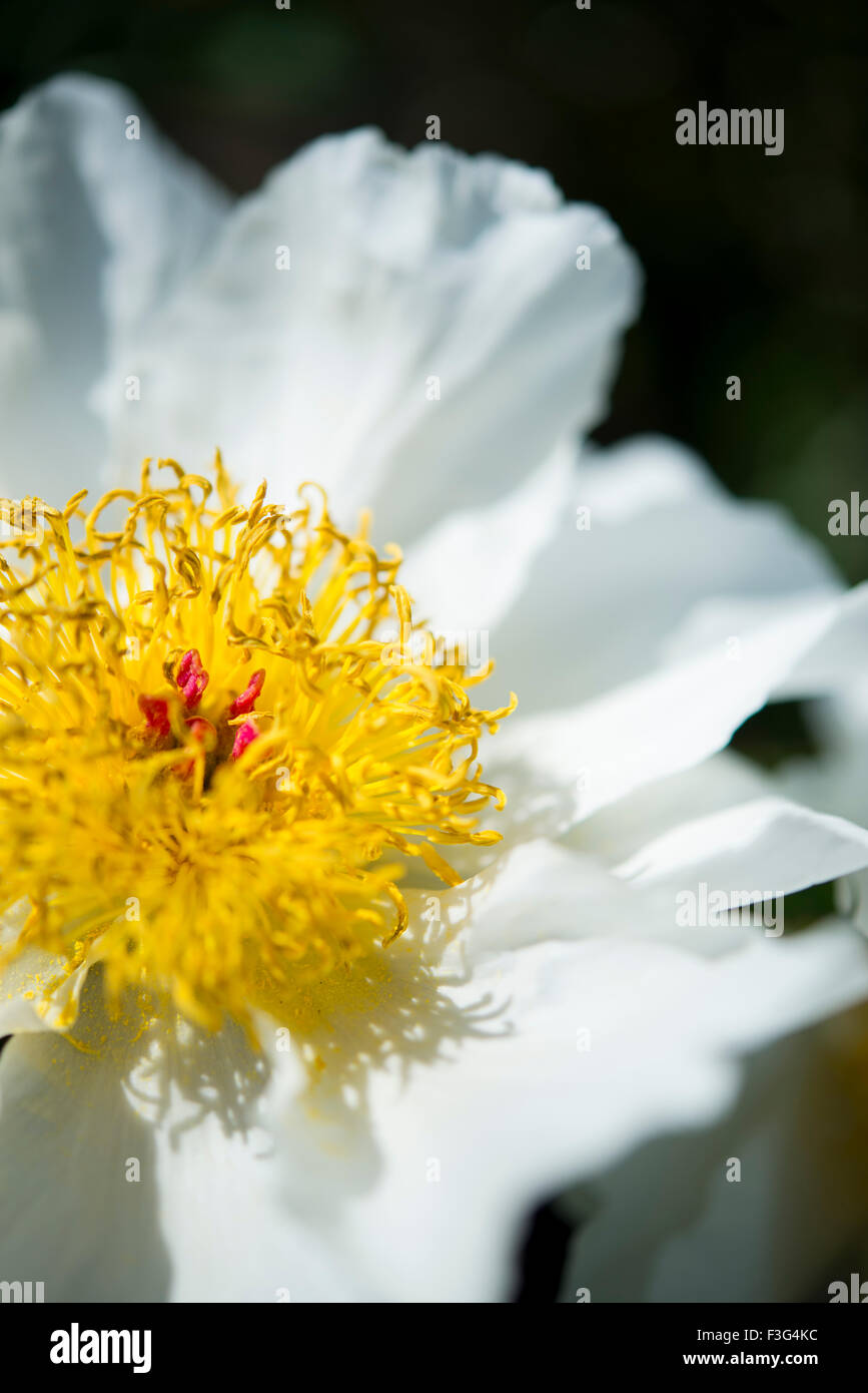 Bianco puro Peonia singolo fiore con massa di stami gialli. Foto Stock
