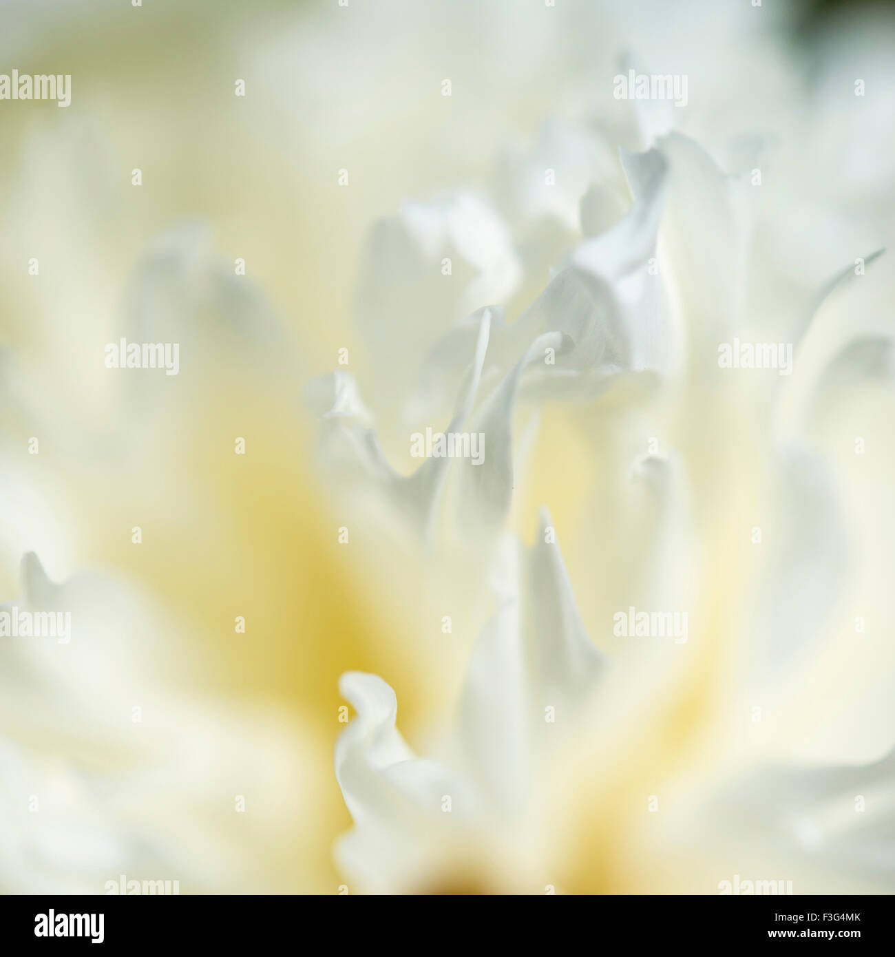 In prossimità di una doppia Peonia fiorito con bianco crema frilly petali. Foto Stock