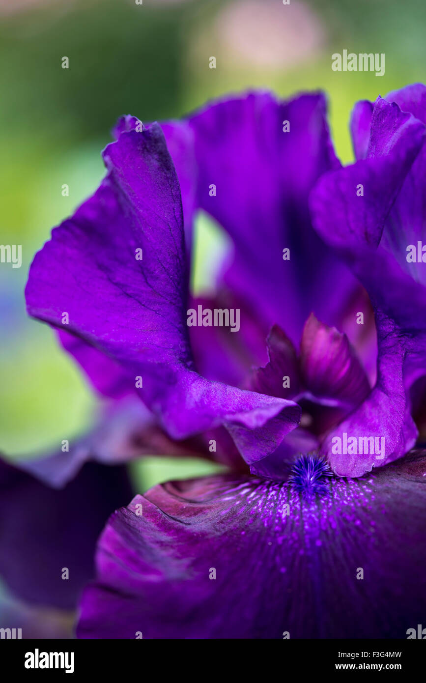 Deep Purple Iris barbuto visto in stretta verso l'alto. Foto Stock