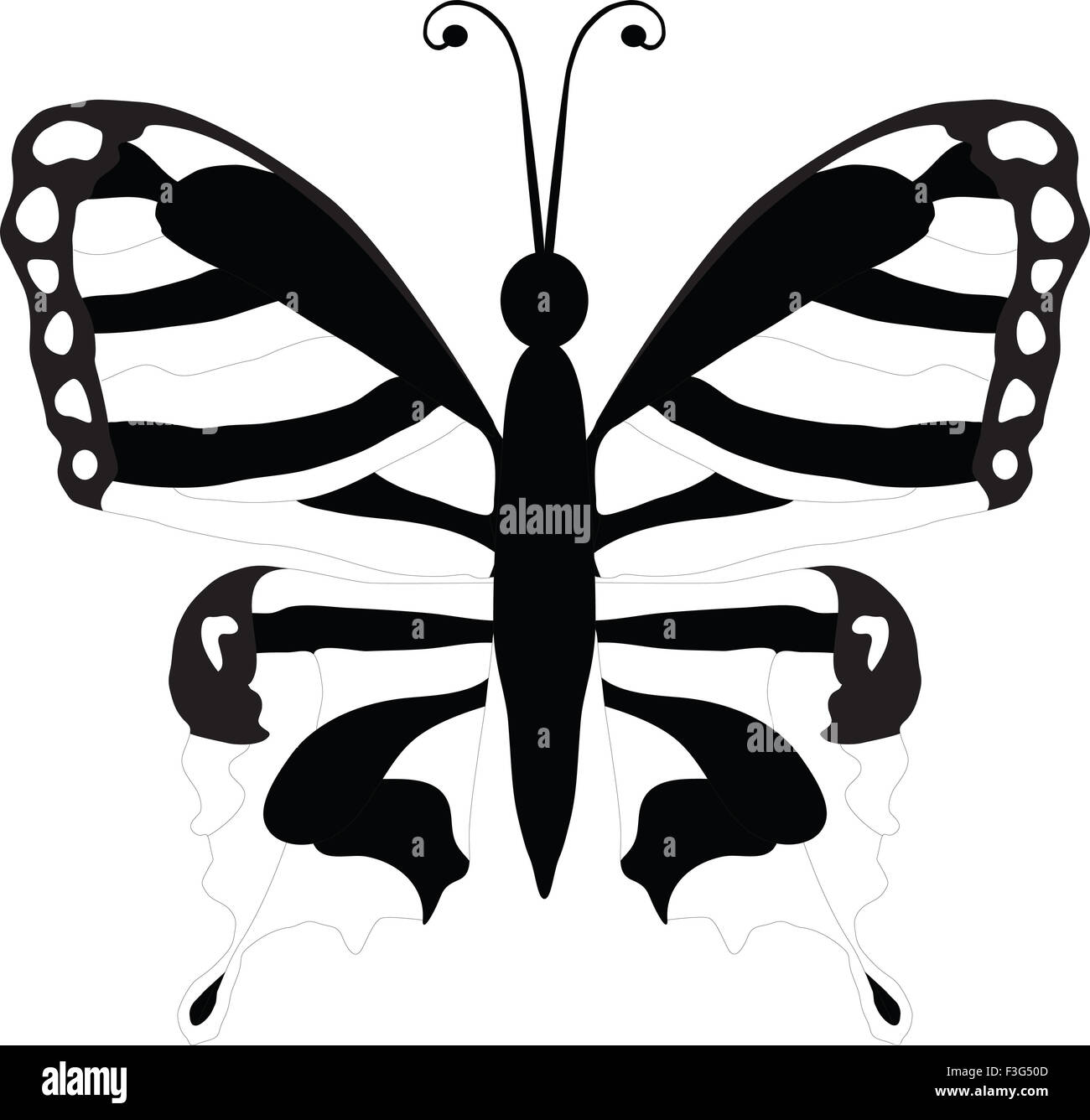 Bella in bianco e nero butterfly isolato su bianco. Illustrazione Vettoriale Foto Stock