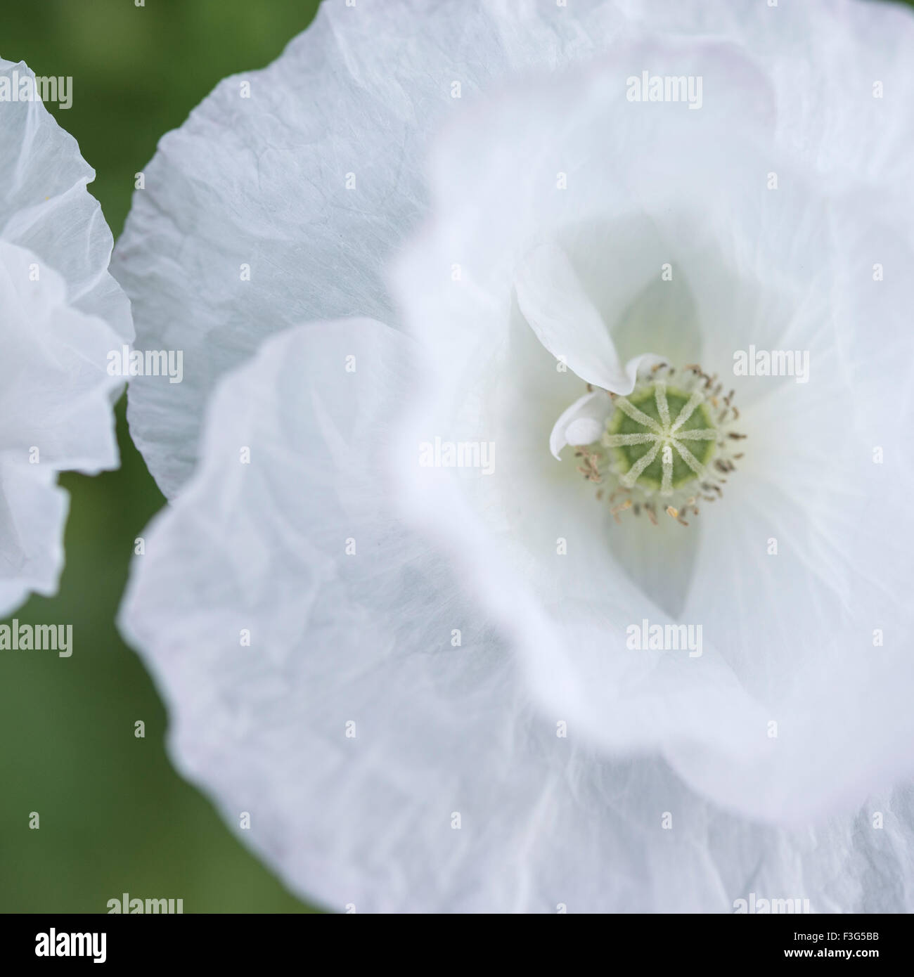 Squisito bianco puro fiore di papavero in close up morbido con sfondo verde. Foto Stock