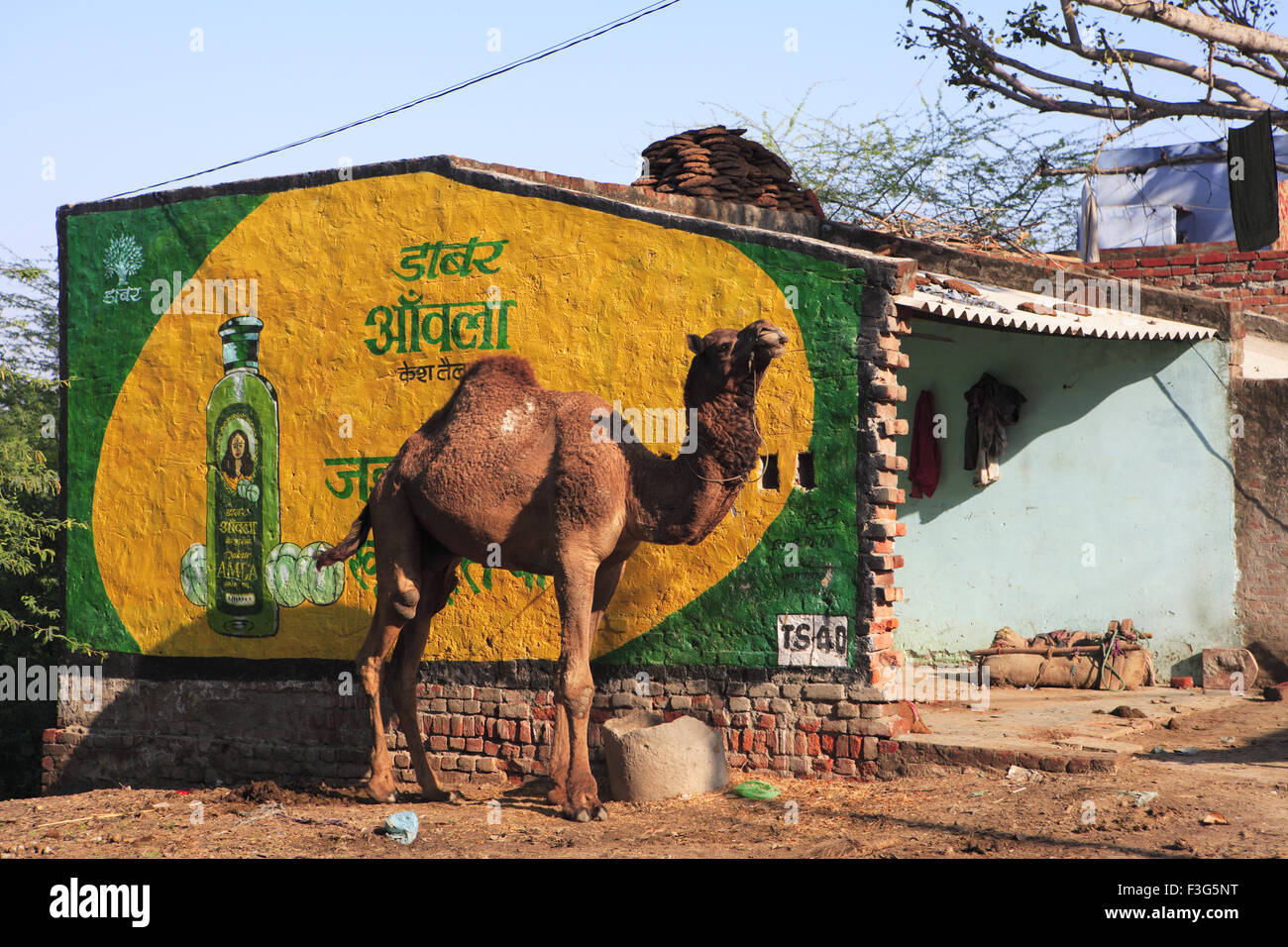 Cammello in piedi vicino Dabur Amla segno ; Agra ; Uttar Pradesh ; India , Asia Foto Stock