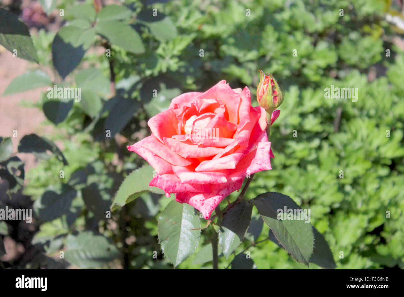 Bardovaya, cresceva rosso, gemme, il Rosa Rose Rosse, secchio di vernice, Valentina, esordiente, Mappa. Foto Stock