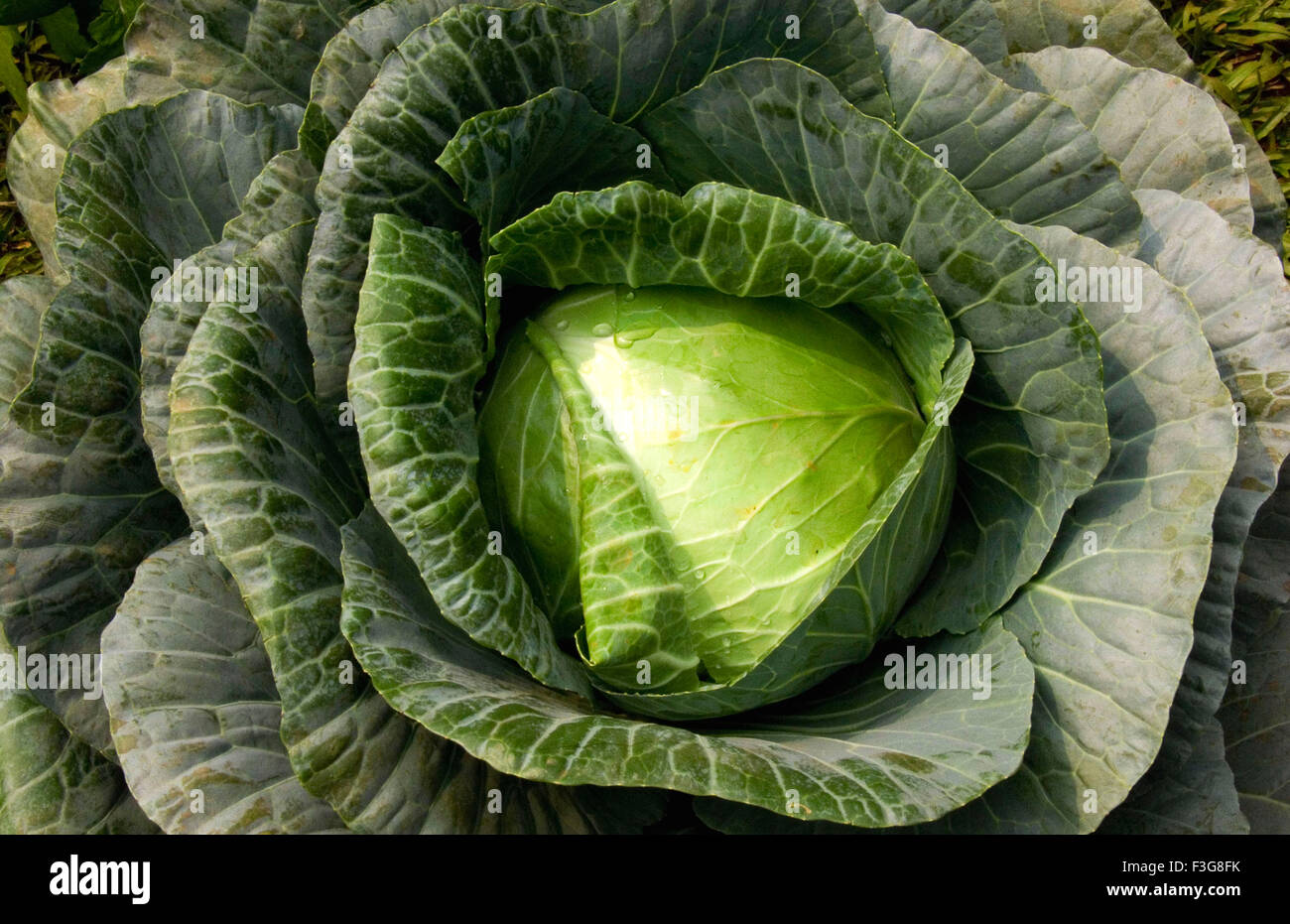 Cavolo vegetale è utilizzato in pasto Foto Stock