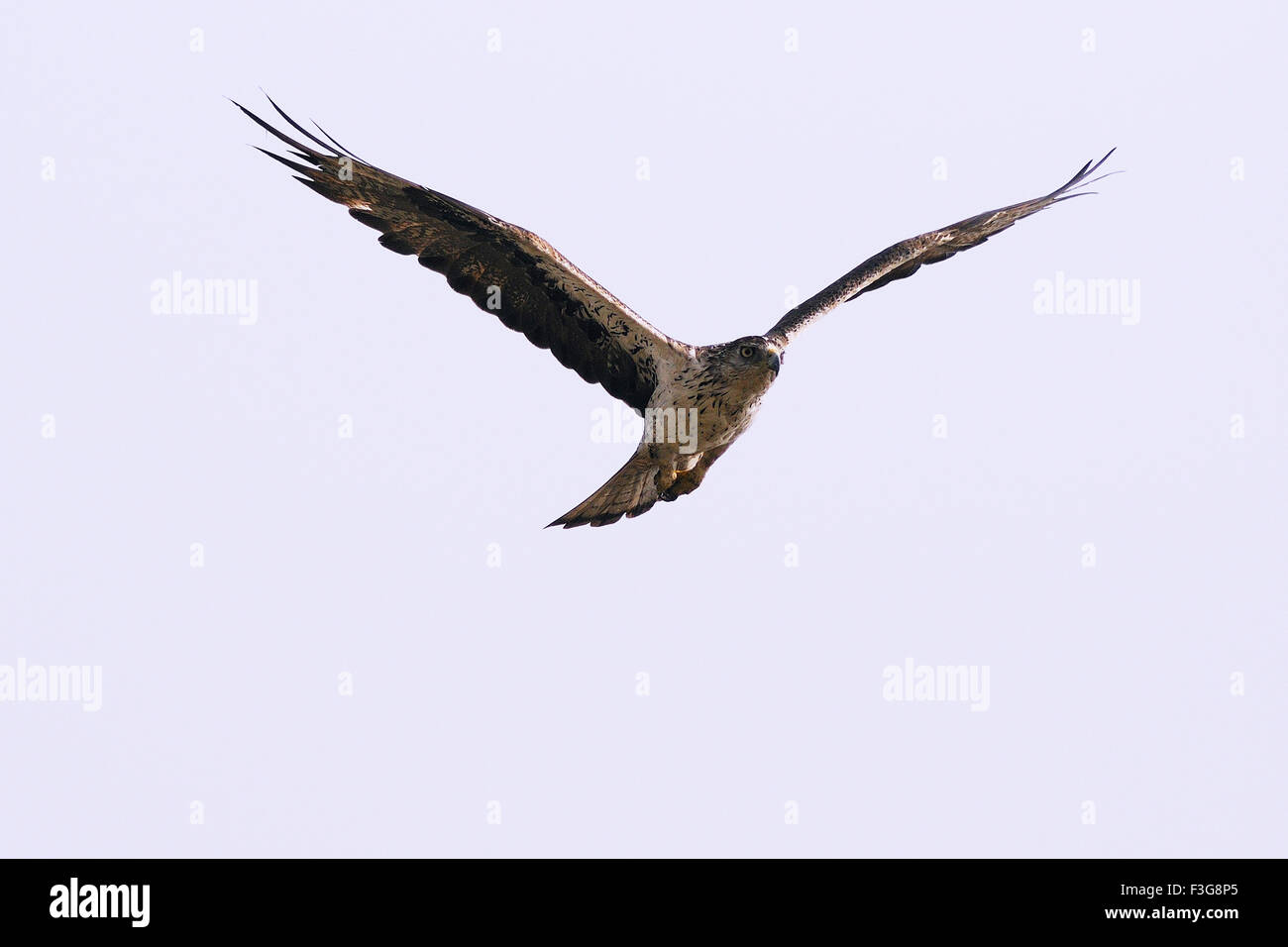 Gli uccelli ; Hawk ricerca per pregare ; Mandore ; Jodhpur ; Rajasthan ; India Foto Stock