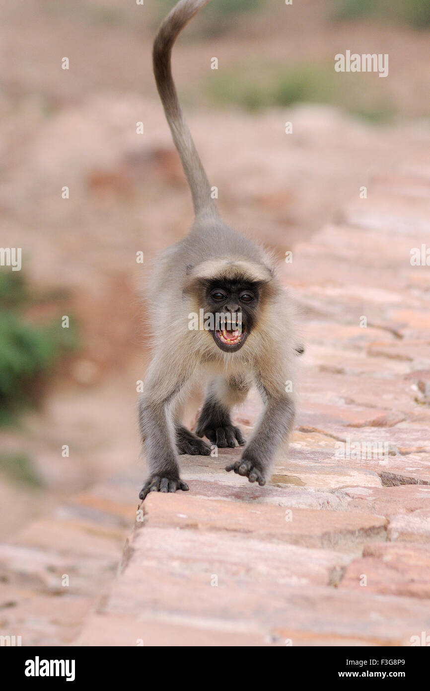 Arrabbiato comune di scimmia langur Presbytis entellus ; Mandore ; Jodhpur ; Rajasthan ; India Foto Stock