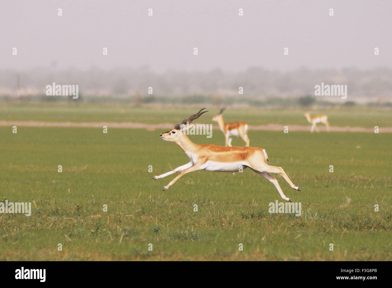 Bucks nero Antilope cervicapra in esecuzione in Talchhapar parco nazionale ; Rajasthan ; India Foto Stock