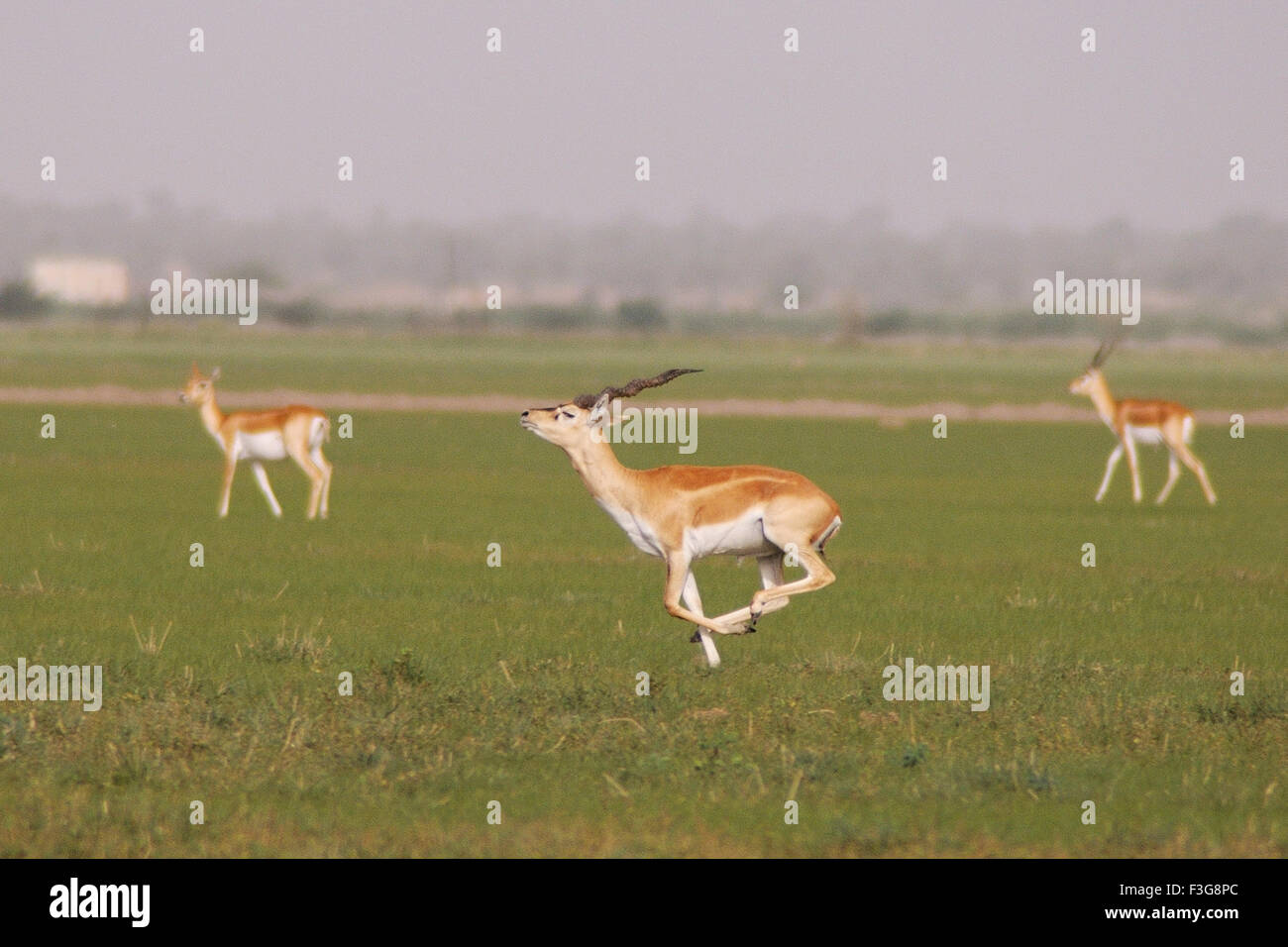 Bucks nero Antilope cervicapra in esecuzione in Talchhapar parco nazionale ; Rajasthan ; India Foto Stock