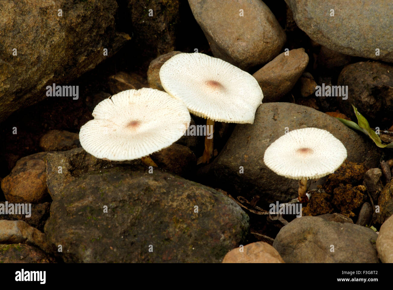 Fungo (parassiti) ; i funghi che crescono in terra rocciosa al Parco Nazionale di Sanjay Gandhi ; Borivali Mumbai Foto Stock