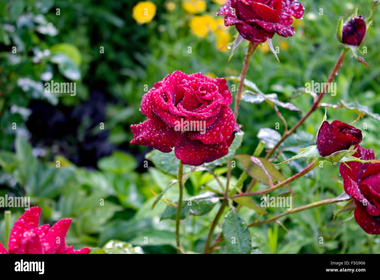 Bardovaya, cresceva rosso, gemme, il Rosa Rose Rosse, secchio di vernice, Valentina, esordiente, Mappa. Foto Stock