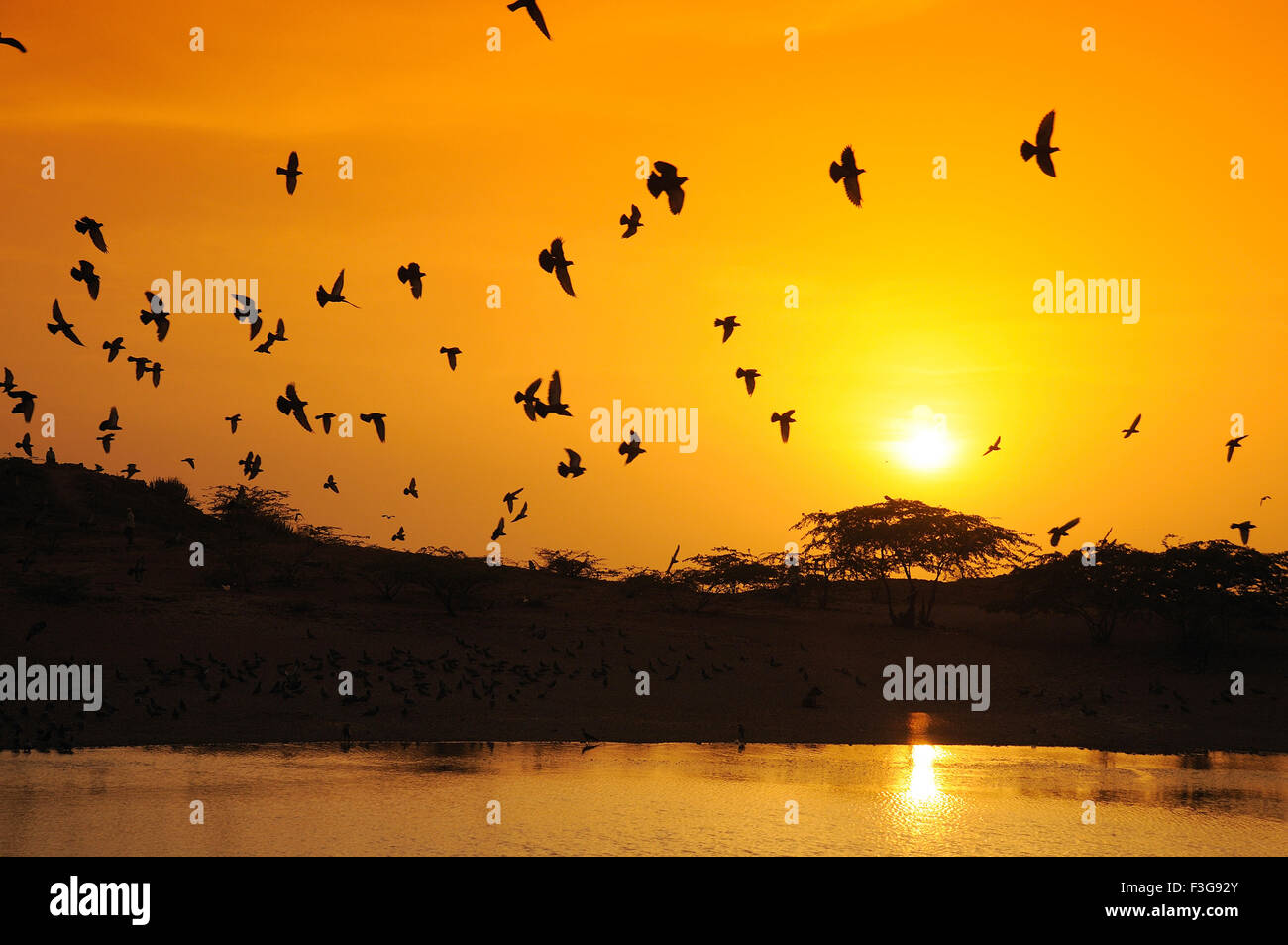 Piccioni volare al tramonto ; Jodhpur ; Rajasthan ; India Foto Stock