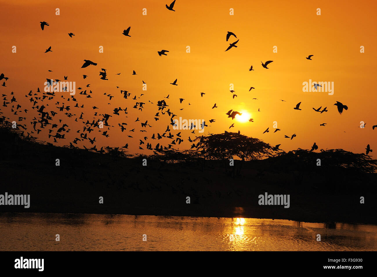 Piccioni volare al tramonto ; Jodhpur ; Rajasthan ; India Foto Stock