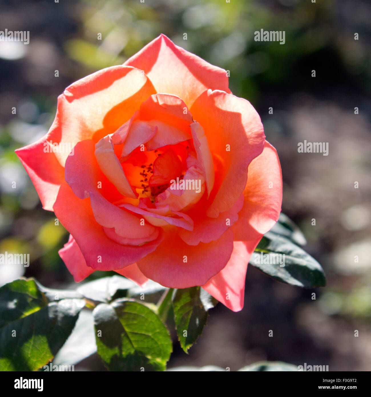 Bardovaya, cresceva rosso, gemme, il Rosa Rose Rosse, secchio di vernice, Valentina, esordiente, Mappa. Foto Stock